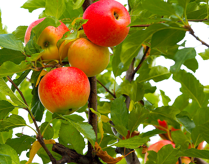 Apple