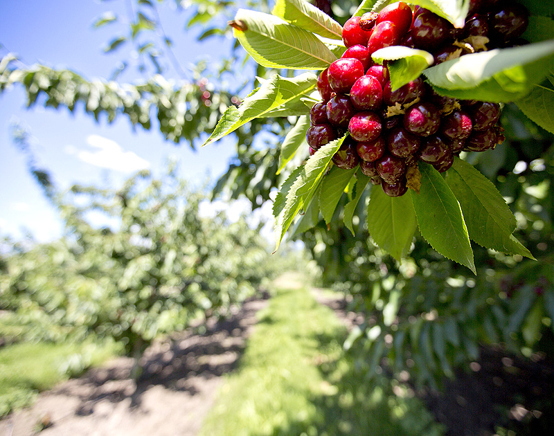 Cherry