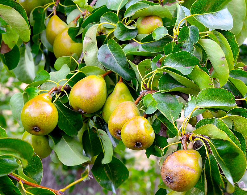Pear