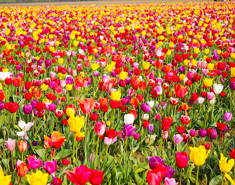 Skagit Valley Tulip Festival（チューリップ・フェスティバル）