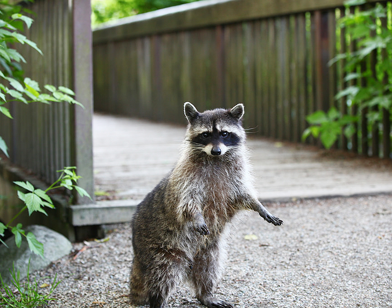 Stanley Park Racoon